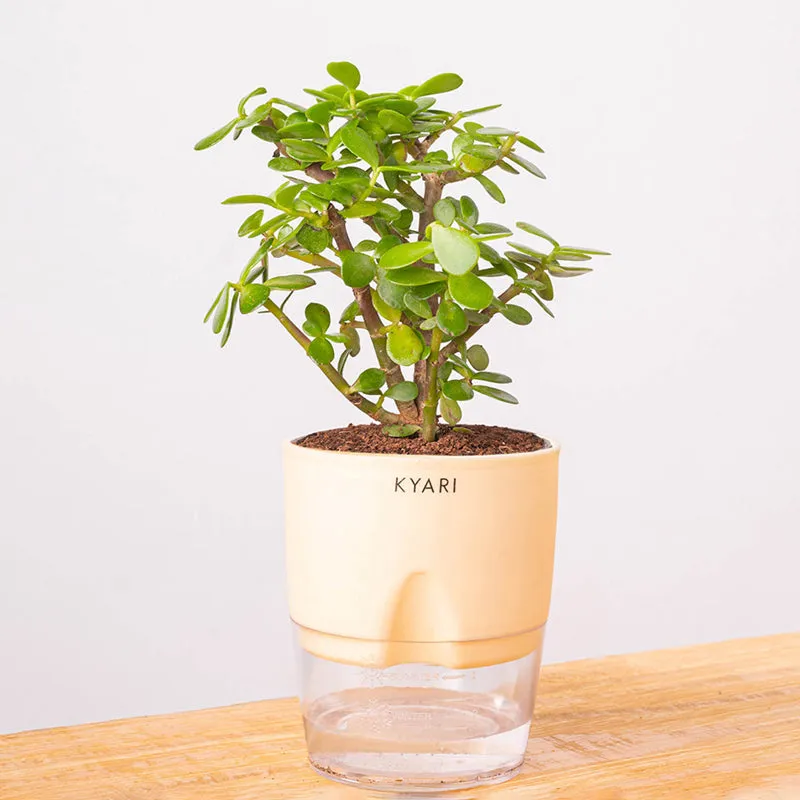 Kyari Jade Plant With Self Watering Pot (Ivory) - 18 cm media 6