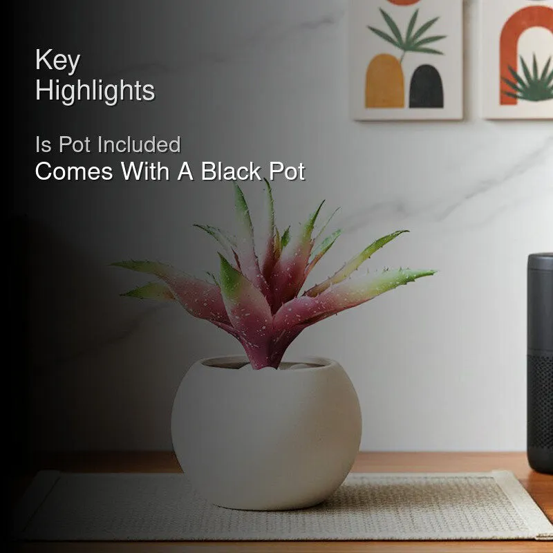 Alvera  Artificial Aloe Vera Plant With Black Plastic Pot (Pink) - 24 cm media 2