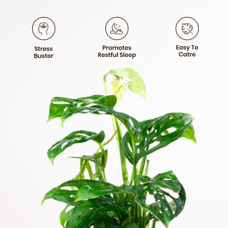 Kyari Monstera Adansonii With Metal Self Watering Pot - Black media 3