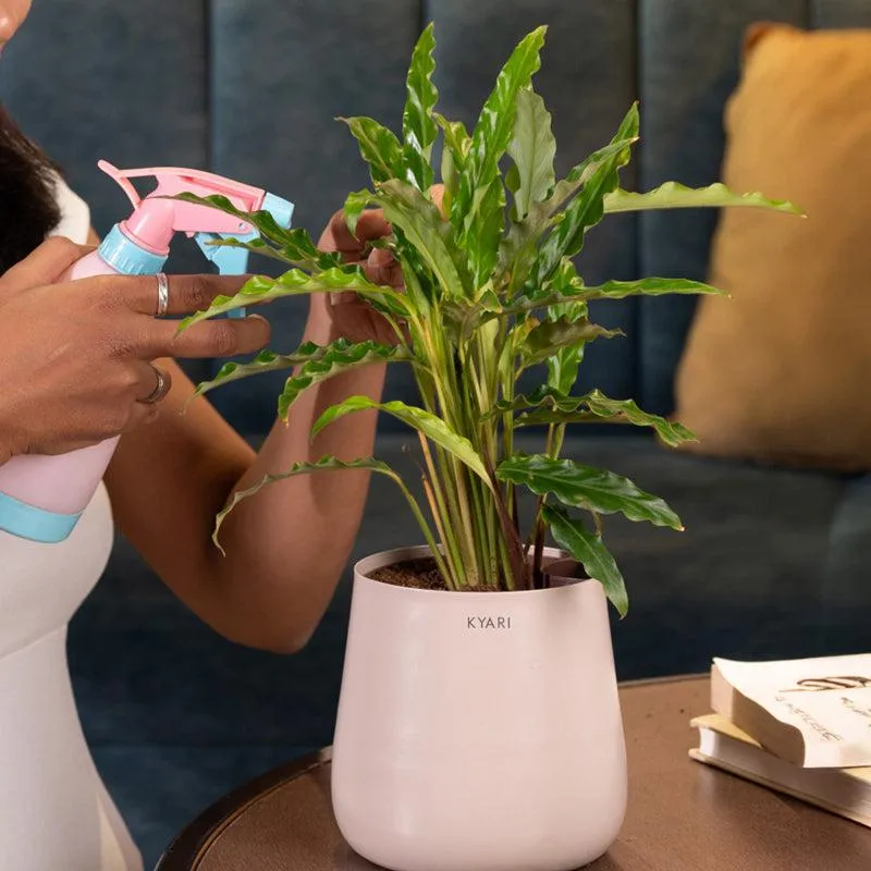 Kyari Calathea Rufibarba With Metal Self Watering Pot - Beige media 4
