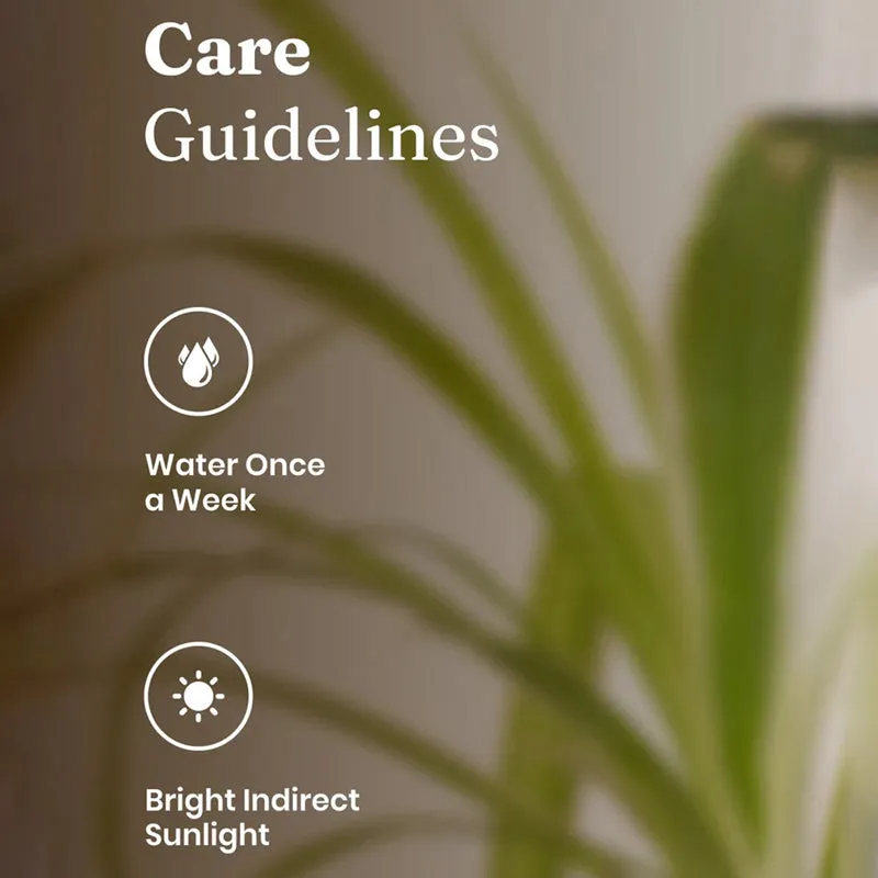 Kyari Spider Plant With Self Watering Pot (Cream) - 18 cm media 3