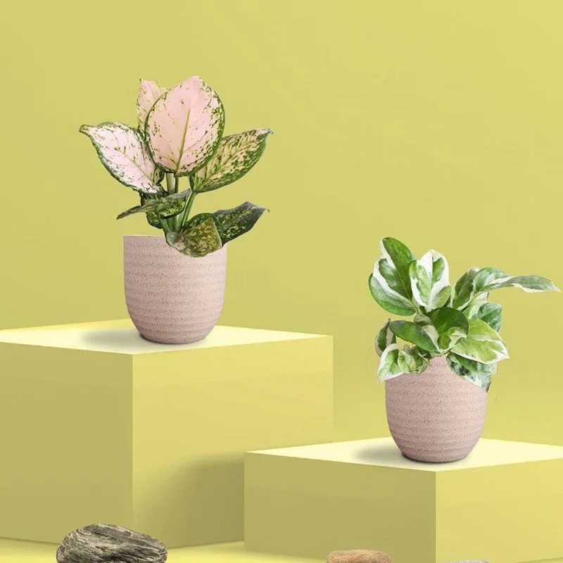 Greenkin Aglaonema Wishes & Njoy Live Plants (Ivory) - Set Of Two media 3