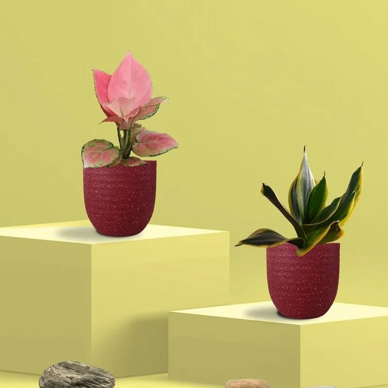 Greenkin Aglaonema Pink & Golden Snake Live Plants (Red) - Set Of Two media 3