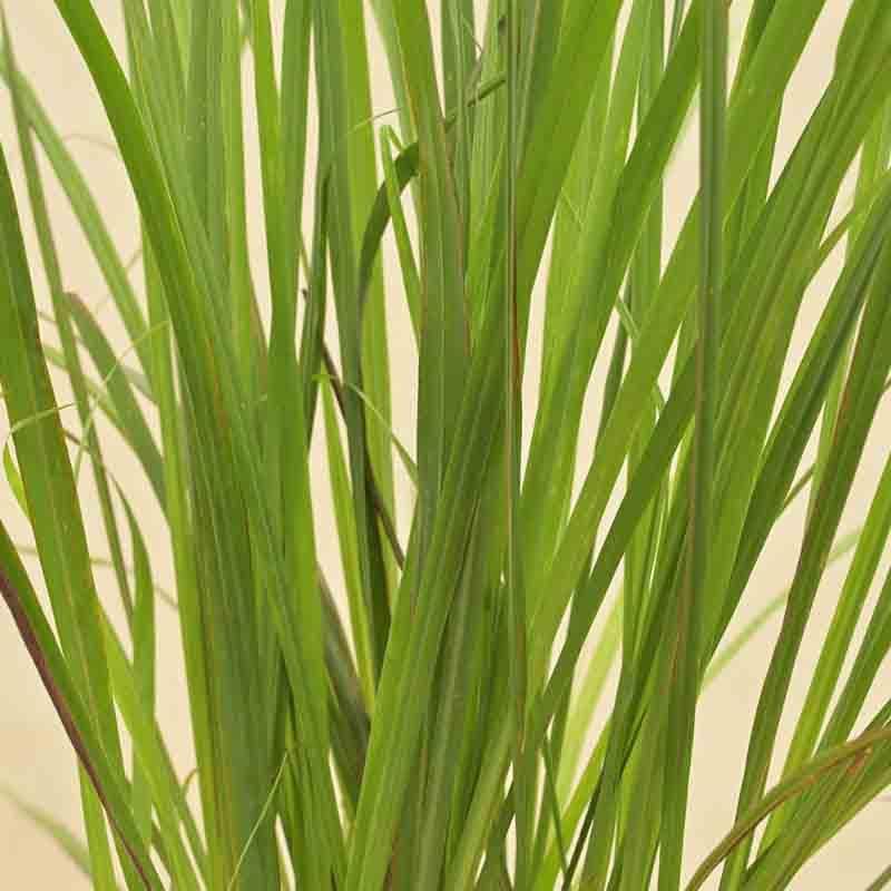 Ugaoo Lemon Grass Plant media 3