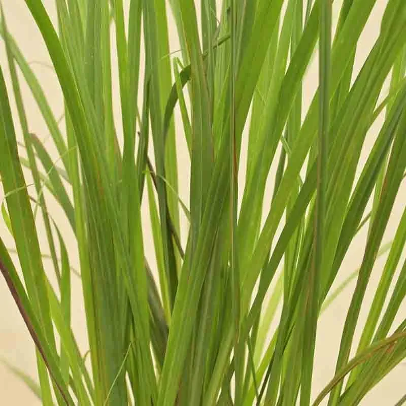 Ugaoo Lemon Grass Plant media 3