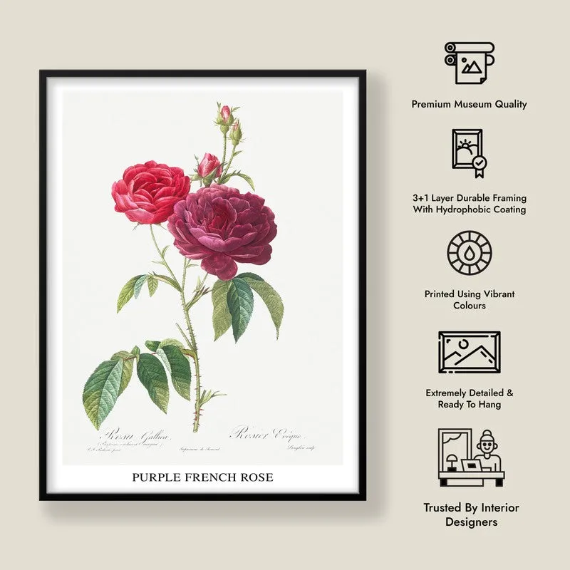 Purple French Rose Joseph Redout Archival Canvas Wall Painting - Black Frame media 8