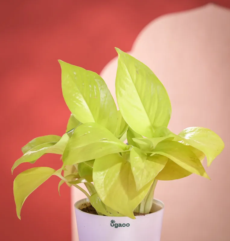 Golden Money Plant With Self Watering Pot Diwali Gift media 4