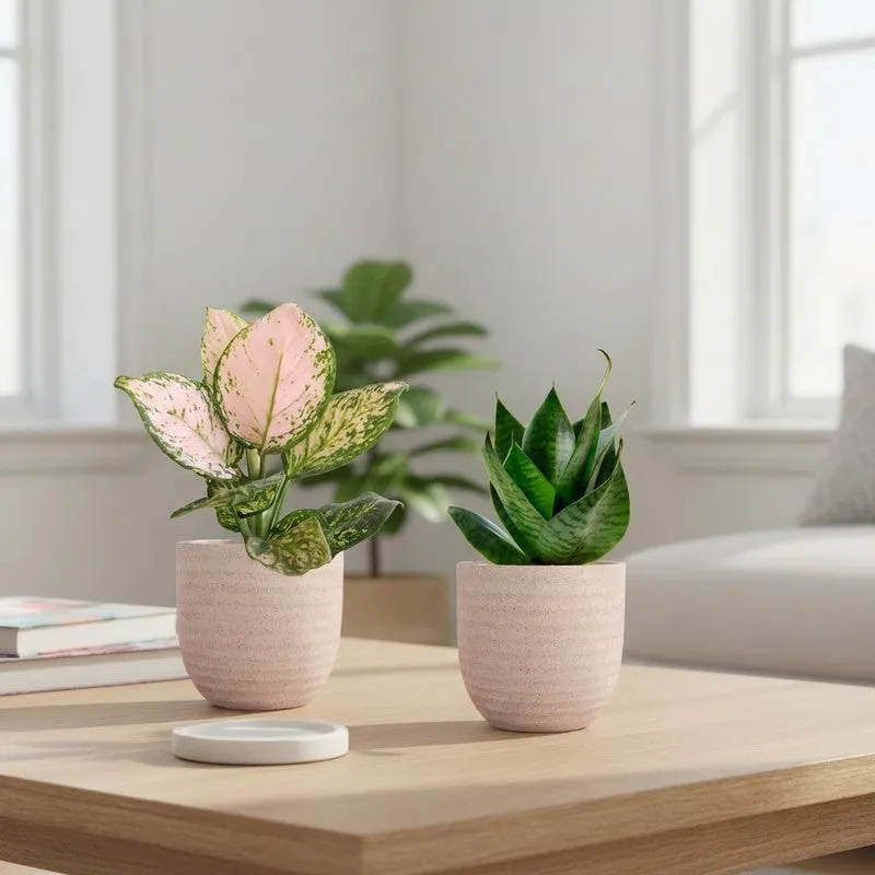 Greenkin Aglaonema Wishes & Snake Live Plants (Ivory) - Set Of Two media 1