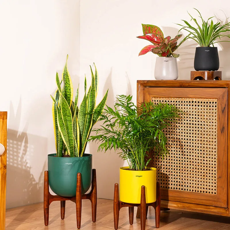 Kyari Areca Palm With Metal Self Watering Pot (Cream) - 2.5 Feet media 4