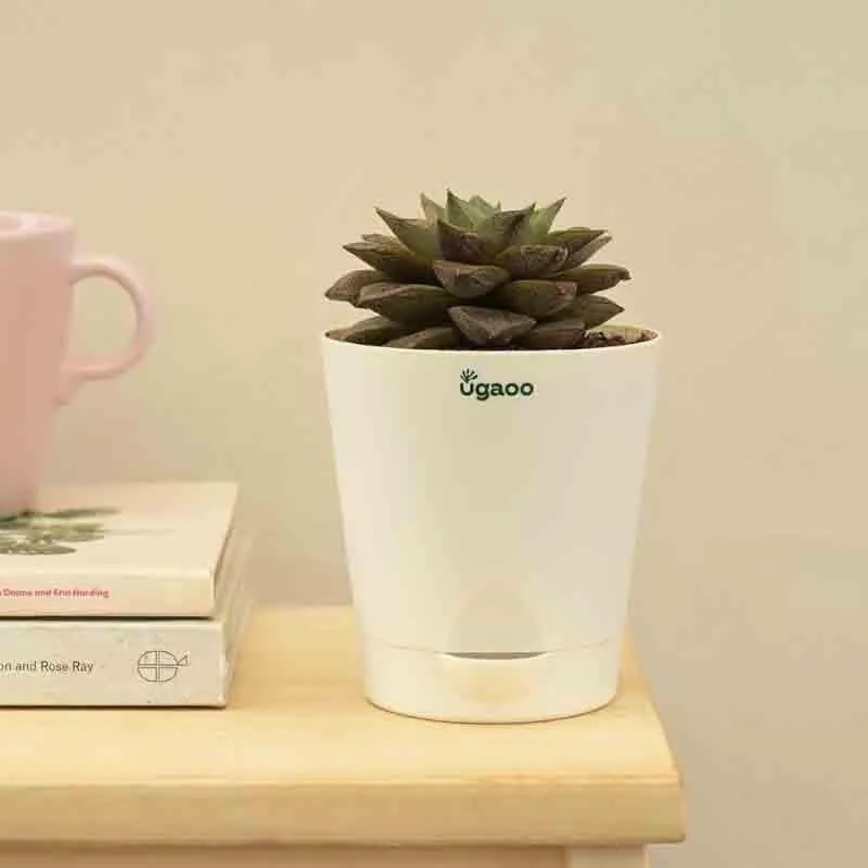 Ugaoo Echeveria Lotus Chinensis Plant media 1