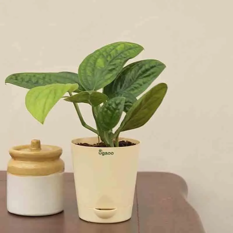 Ugaoo Monstera Peru Green Plant media 3