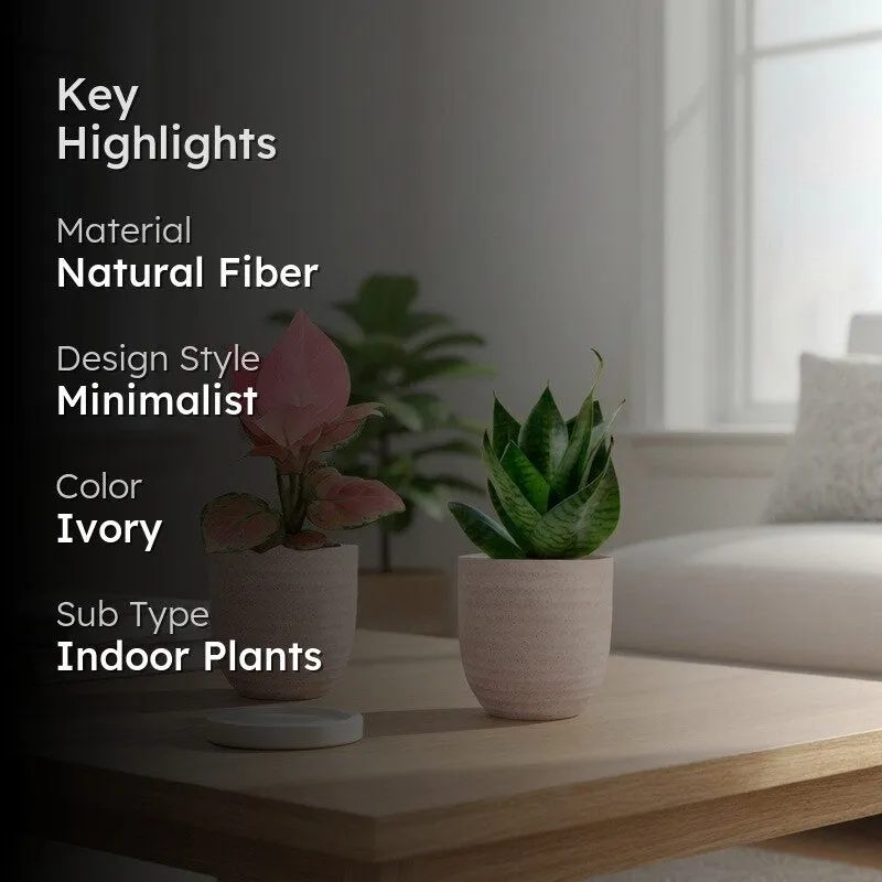 Greenkin Aglaonema Pink & Snake Live Plants (Ivory) - Set Of Two media 2