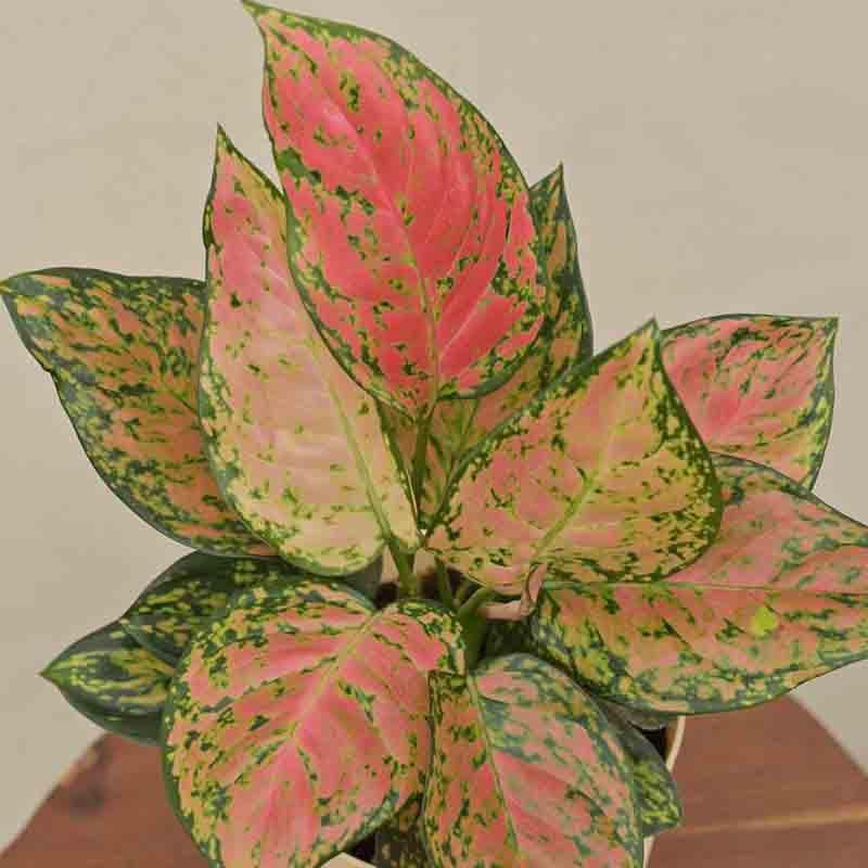 Ugaoo Aglaonema Pink Beauty Plant media 6