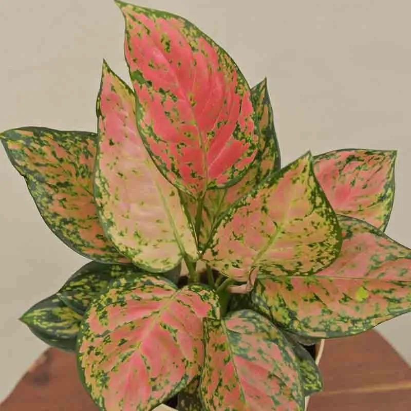 Ugaoo Aglaonema Pink Beauty Plant media 6