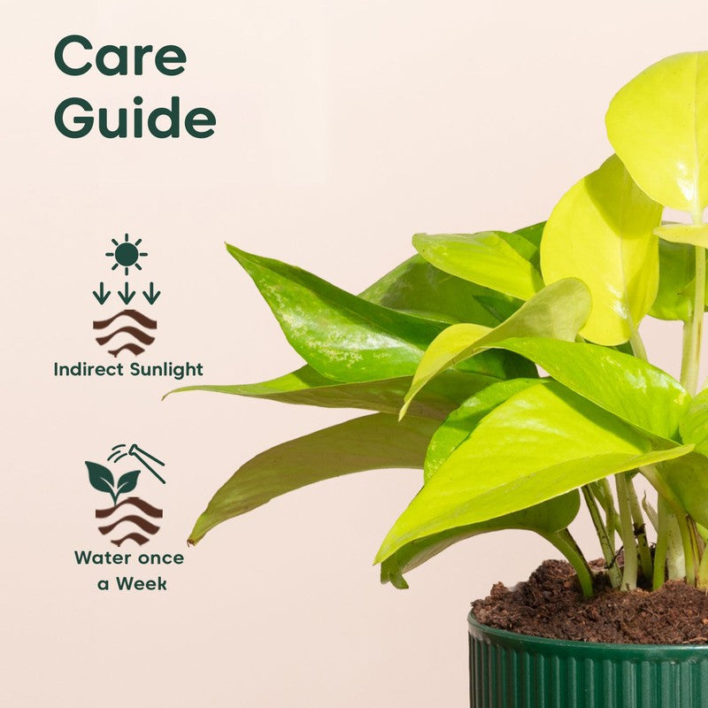 Kyari Golden Money Plant with Self Watering Pot - Green media 5