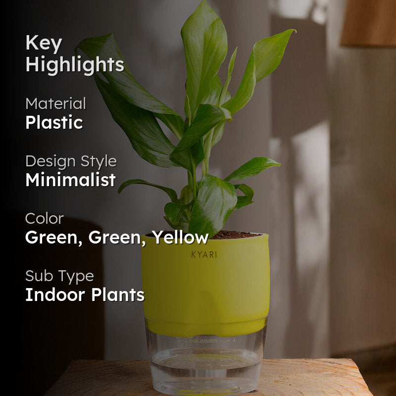 Kyari Peace Lily Plant With Self Watering Pot (Yellow) - 18 cm media 2