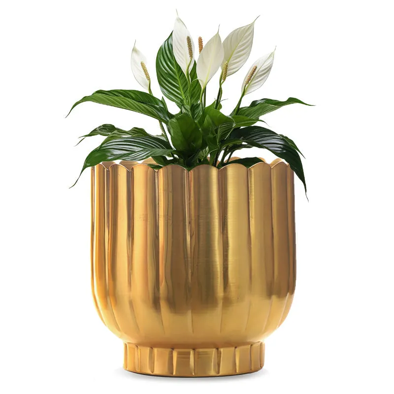 Cosie Coral Planter (Gold) media 3