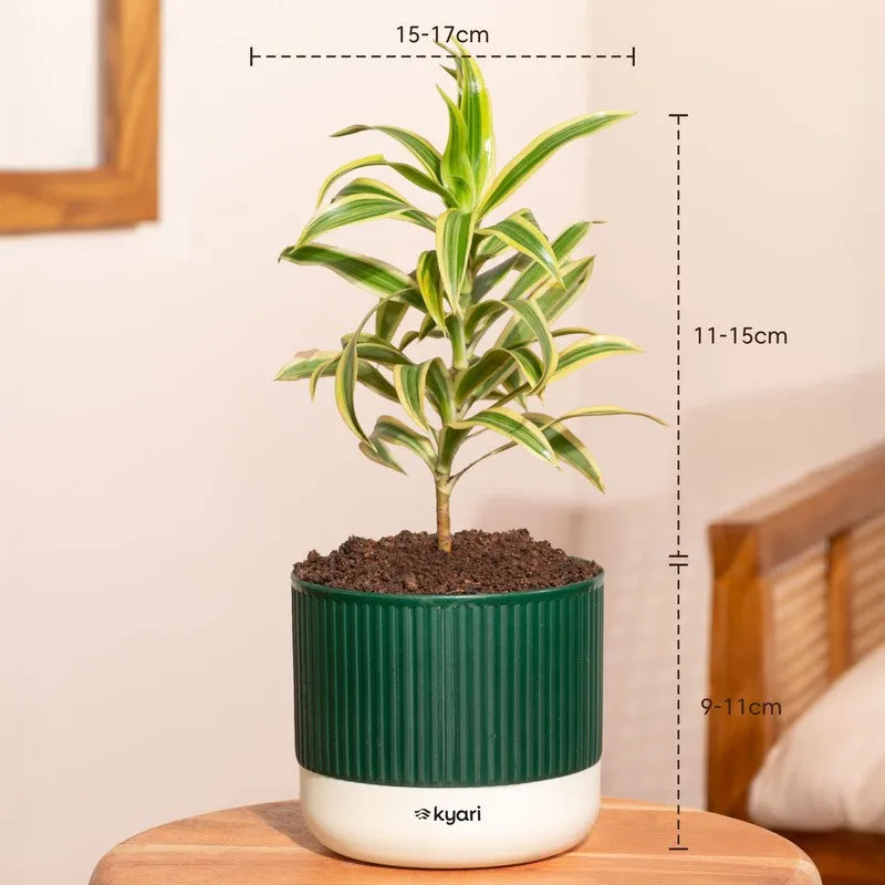 Kyari Song Of India Plant with Self Watering Pot - Green - 7