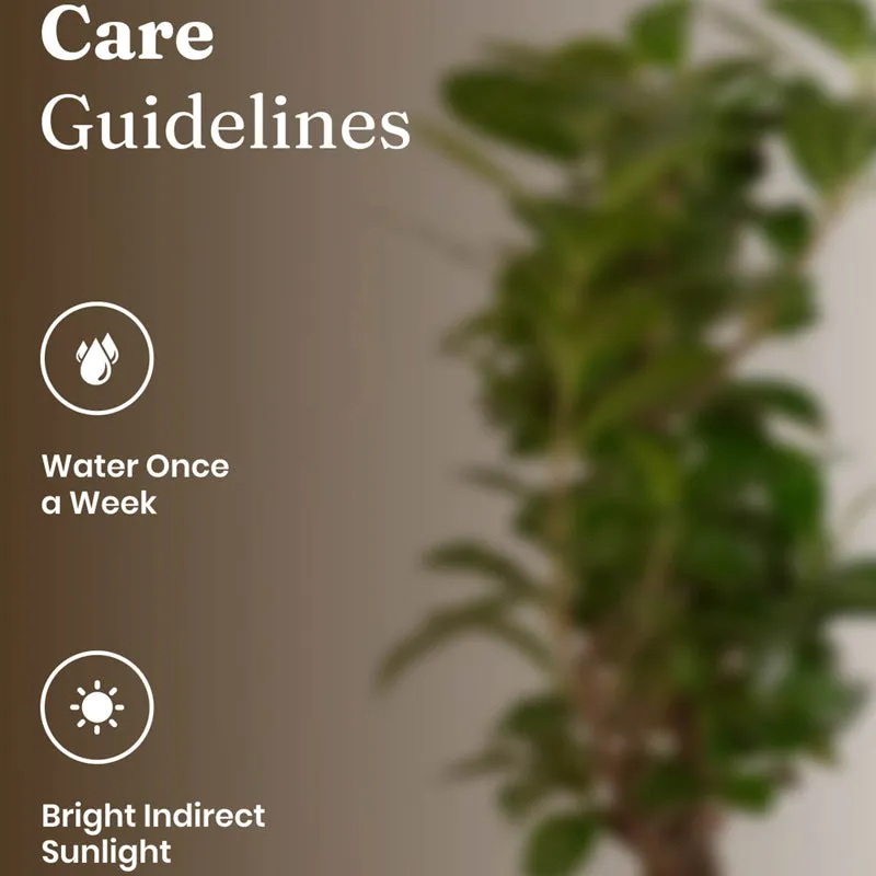 Kyari Ficus Bonsai With Metal Self Watering Pot (Yellow) - 1 Foot media 5