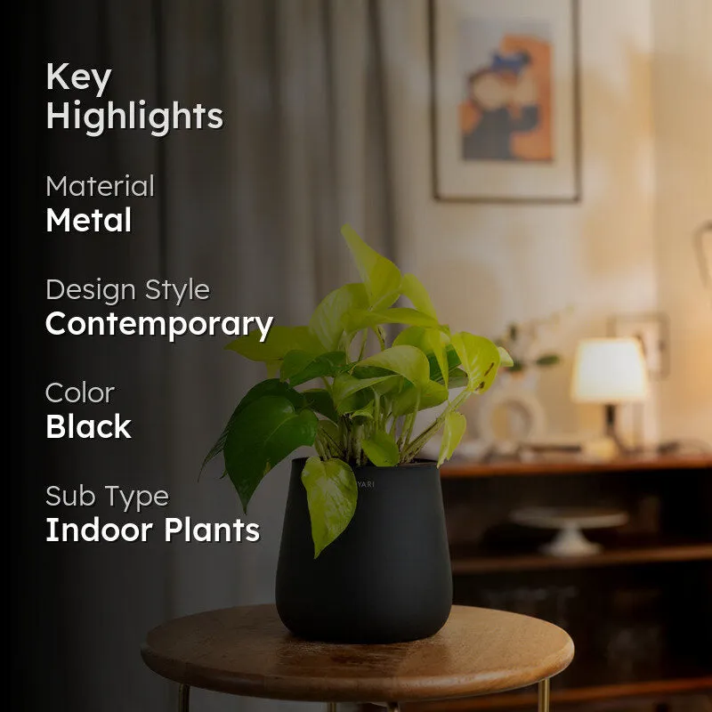 Kyari Golden Pothos Plant With Metal Self Watering Pot - Black media 2