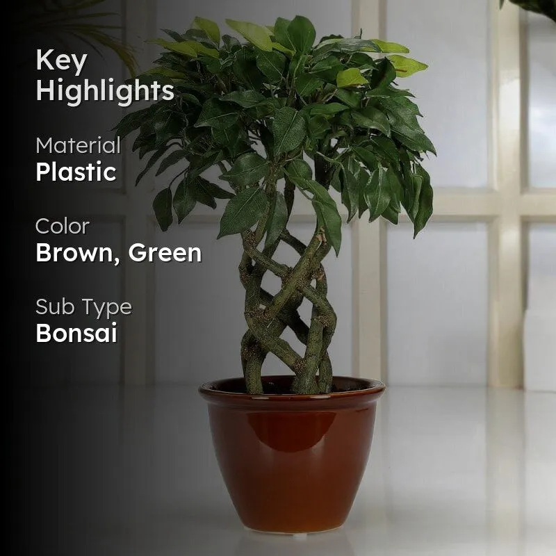 Faux Creeper Ficus Bonsai (41 cms) - Green media 2