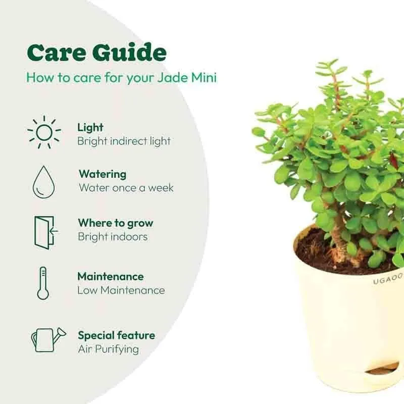 Ugaoo Jade Mini Plant- Medium media 8