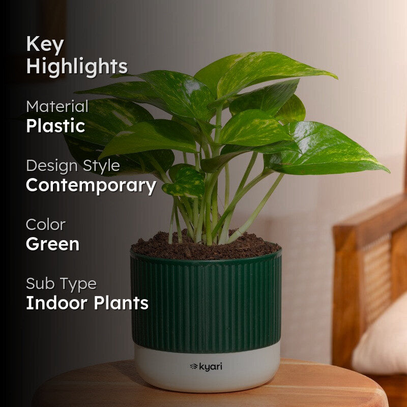 Kyari Variegated Money Plant with Self Watering Pot - Green media 2