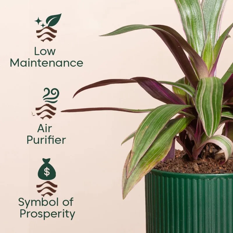 Kyari Rhoeo Plant with Self Watering Pot - Green - 4