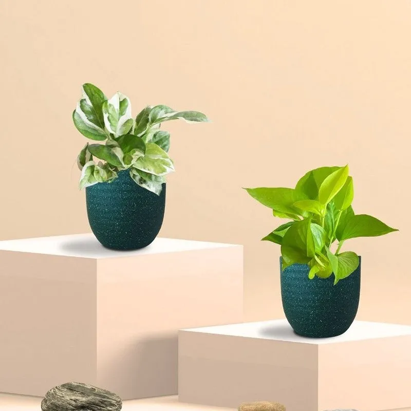 Greenkin Money Plant & Golden Pothos Live Plants (Green) - Set Of Two media 3