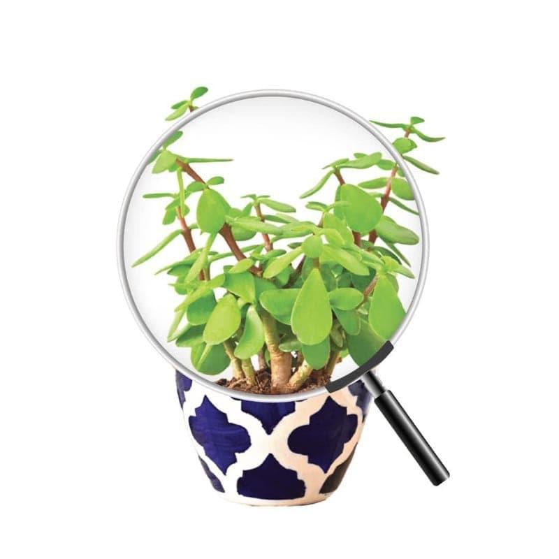Ugaoo Good Luck Jade Plant With Apple Rose Blue Ceramic Pot media 4