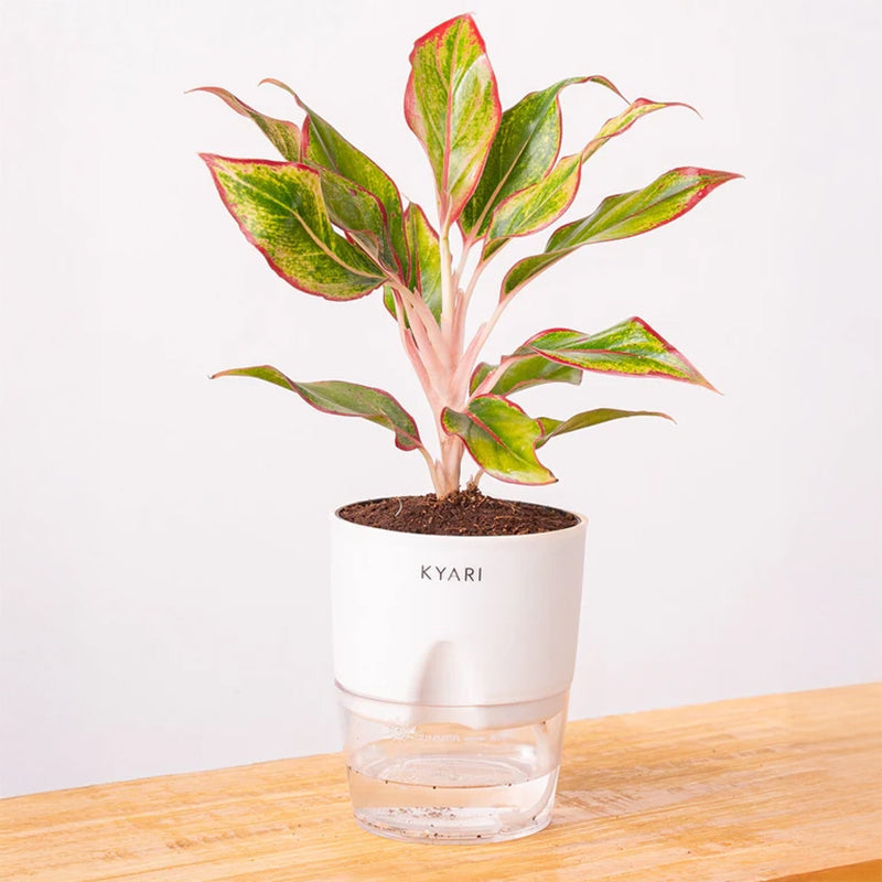 Kyari Aglaonema Lipstick Plant With Self Watering Pot - White media 3