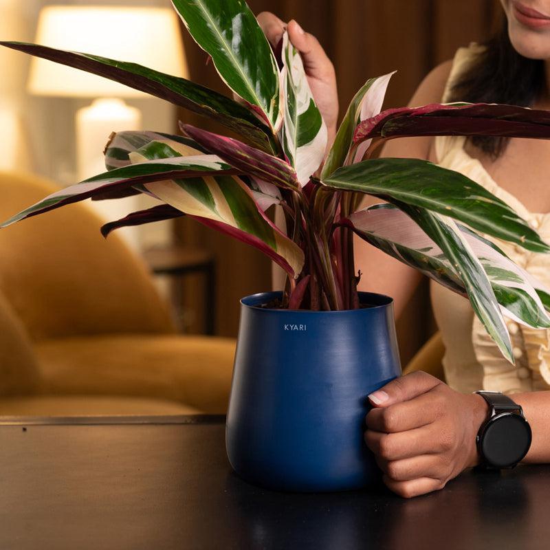 Kyari Calathea Triostar With Metal Self Watering Pot - Blue media 4