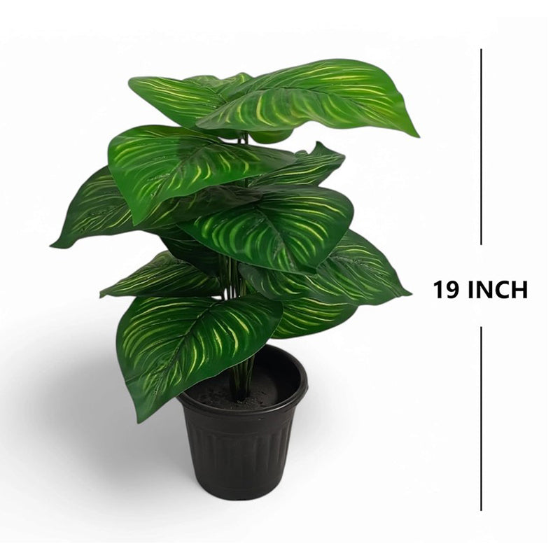 Boty Artificial Calathea Plant With Black Plastic Pot - 1.5 Feet media 6