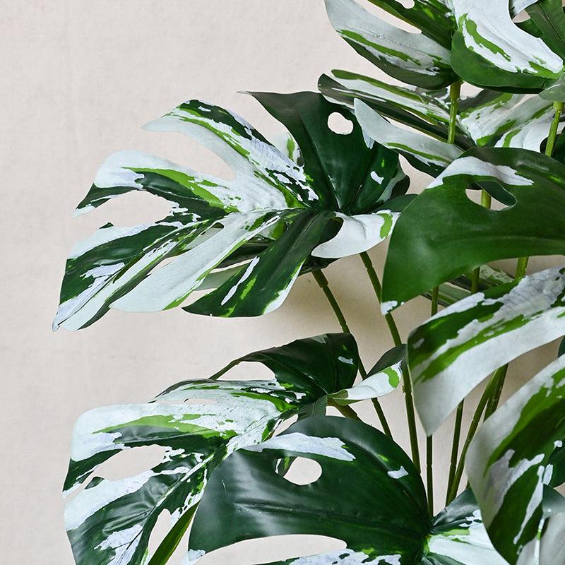 Faux Everlasting Monstera Plant With Black Plastic Pot - 61 cm (2 ft) media 4