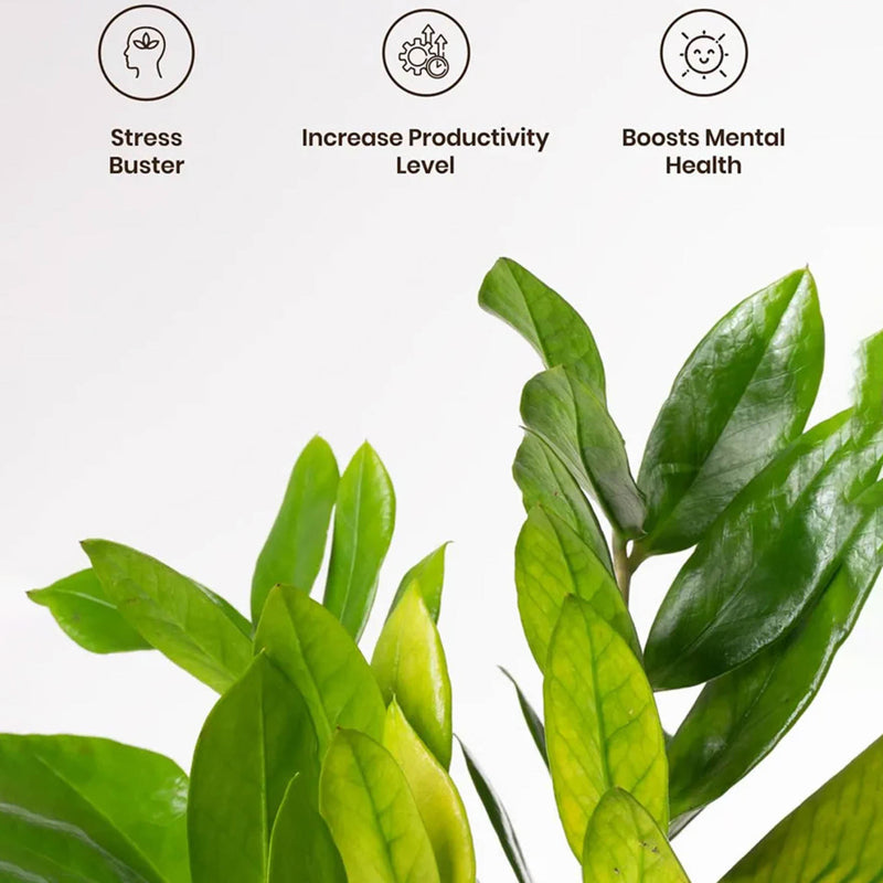 Kyari Zamioculcas Zamiifolia (ZZ) Plant With Self Watering Pot (Ivory) - 18 cm media 4