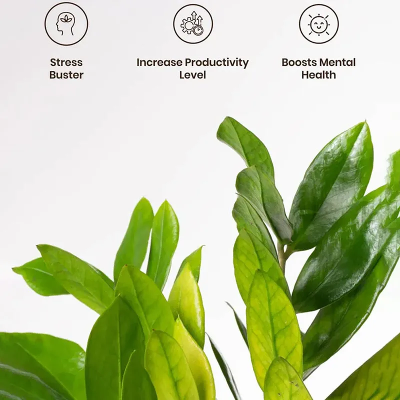Kyari Zamioculcas Zamiifolia (ZZ) Plant With Self Watering Pot (Ivory) - 18 cm media 4
