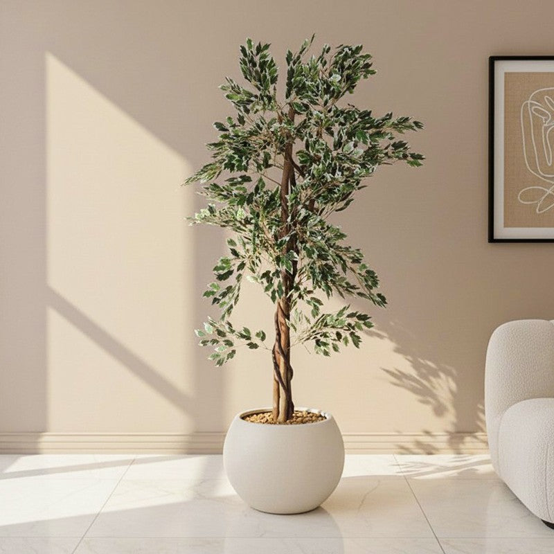 Faux Lush Variegated Ficus Plant With Black Plastic Pot - 5.6 Feet