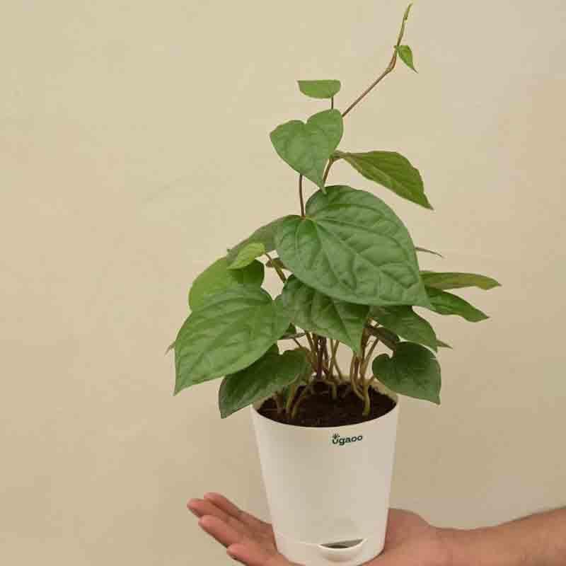 Ugaoo Betel Leaf Plant (Magai Paan) media 3