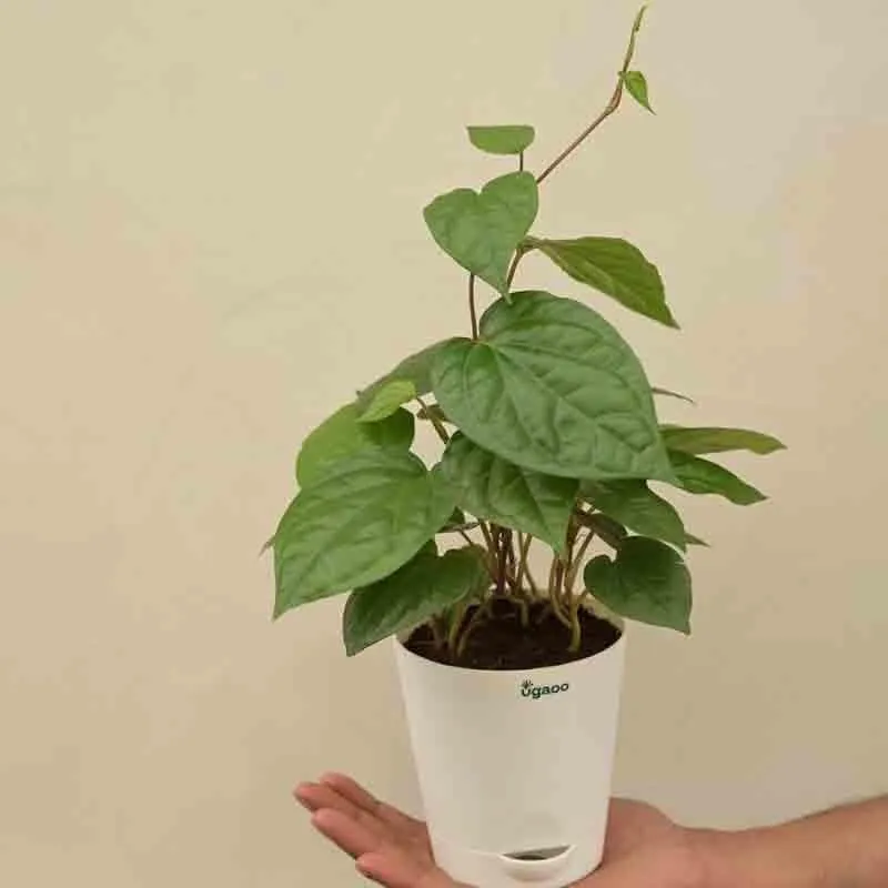 Ugaoo Betel Leaf Plant (Magai Paan) media 3