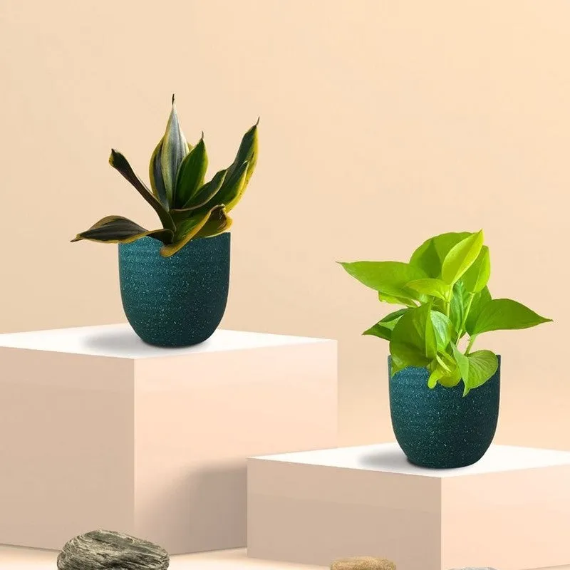 Greenkin Money Plant Golden & Golden Snake Live Plants (Green) - Set Of Two media 3