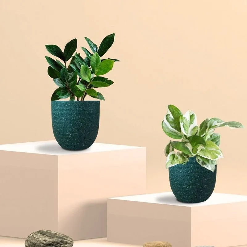 Greenkin ZZ & Njoy Live Plants (Green) - Set Of Two media 3