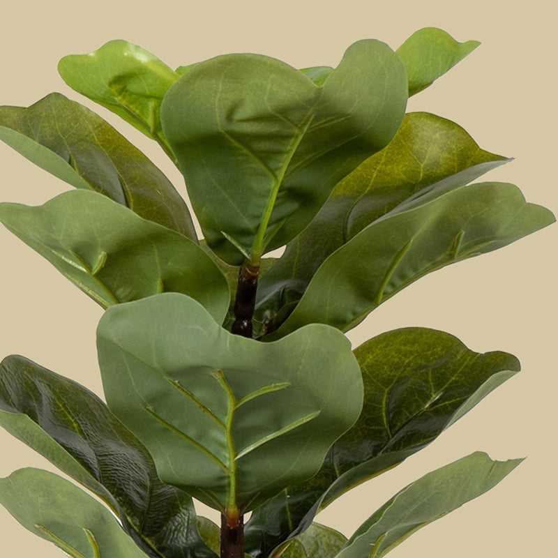Fidelia Artificial Fiddle Fig Plant - 1 Feet media 5