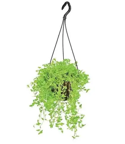 Live Plants