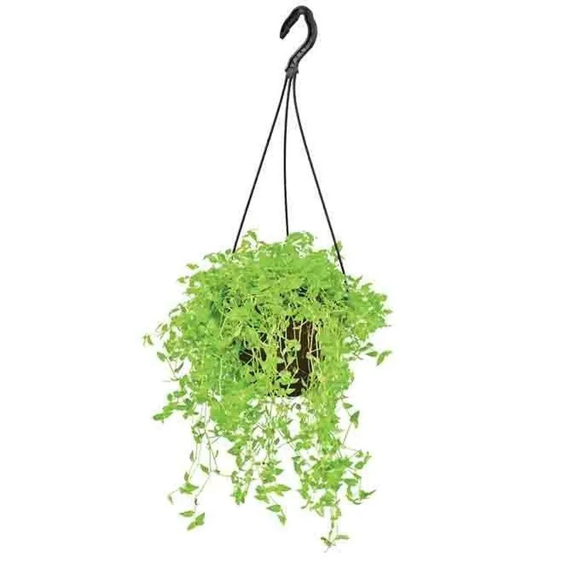 Ugaoo Turtle Vine media 1