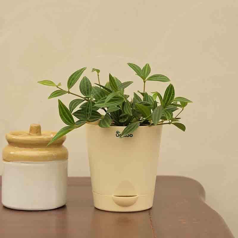 Ugaoo Peperomia Angulata Plant media 3