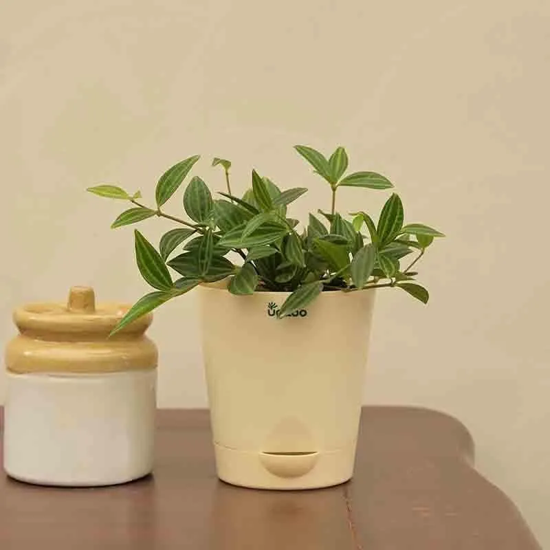 Ugaoo Peperomia Angulata Plant media 3