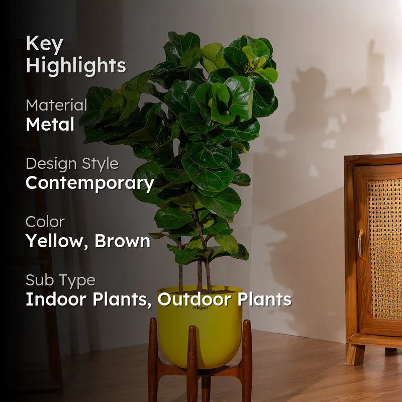 Kyari Bambino Plant With Metal Self Watering Pot (Yellow) - 2.4 Feet - 2