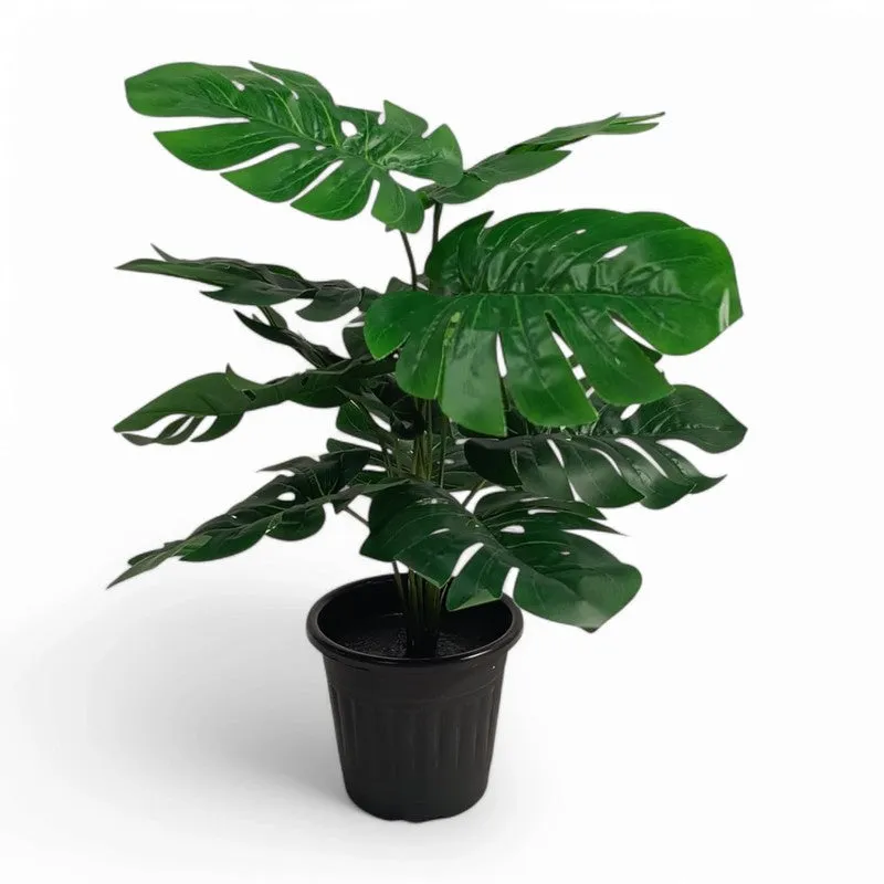 ClayVine Artificial Mostera Plant - 1.5 Feet media 3