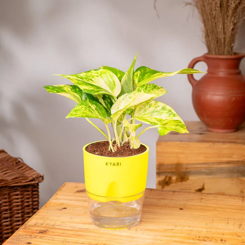 Kyari Money Variegated Plant With Self Watering Pot (Yellow) - 18 cm media 3