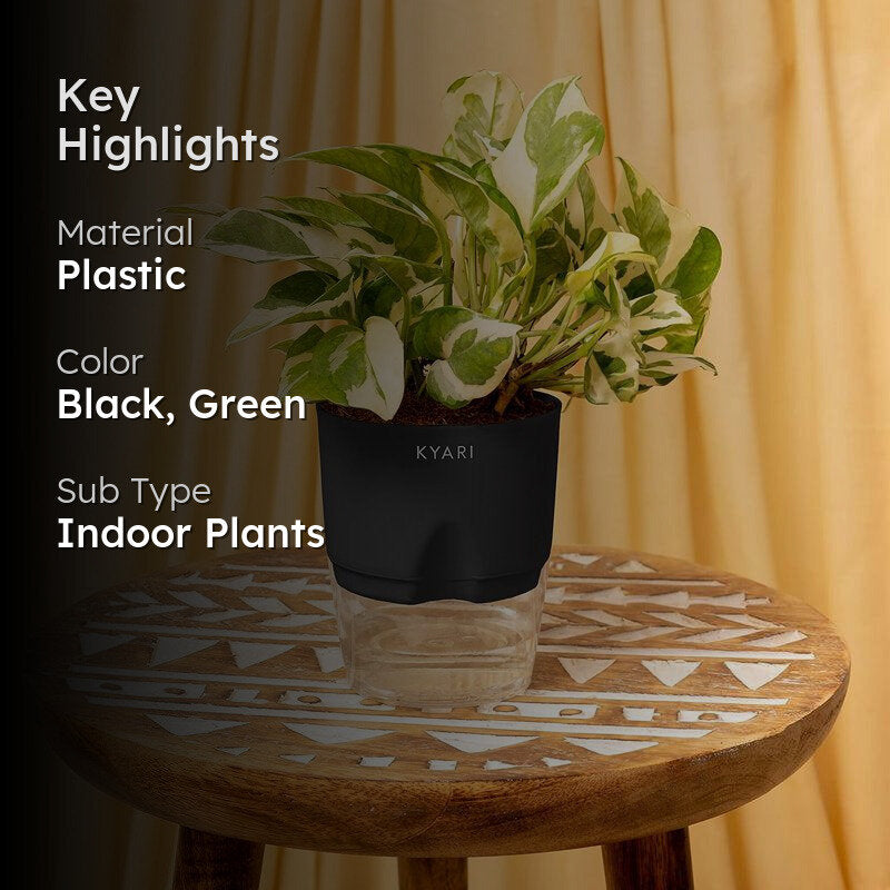 Kyari Viridian Money Plant With Self Watering Pot - Black media 2